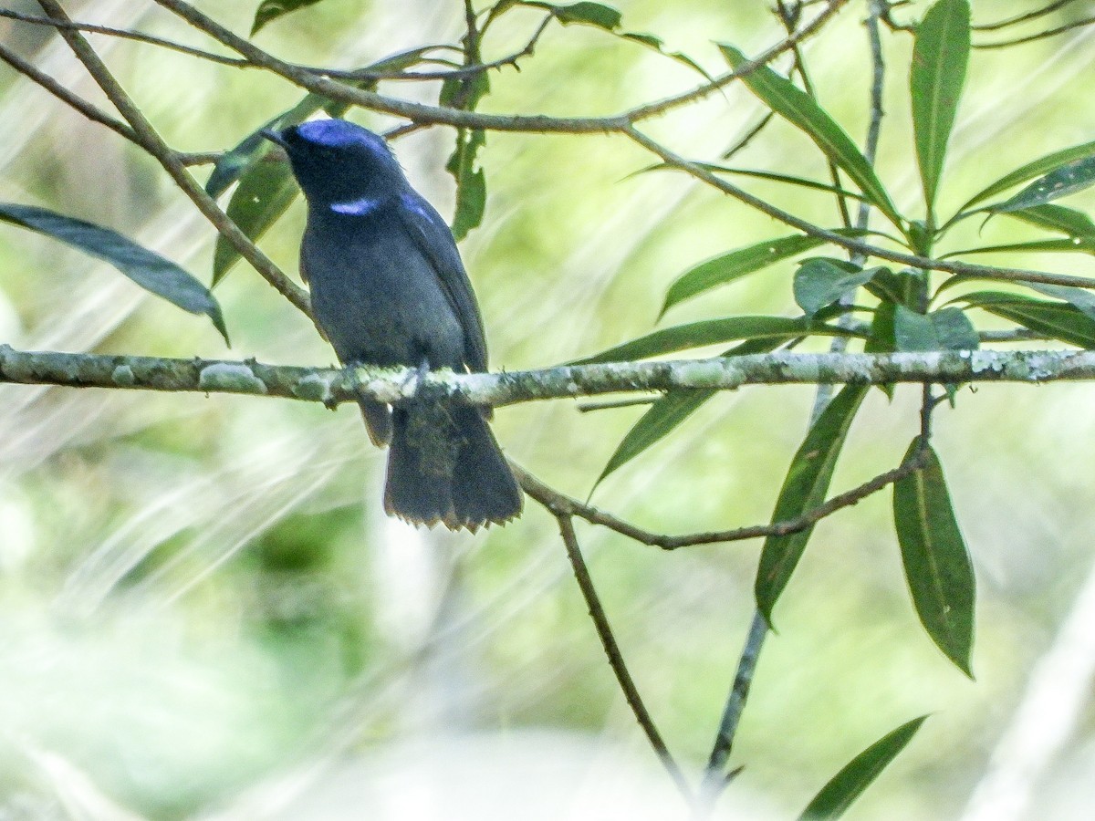 Large Niltava - ML646967726