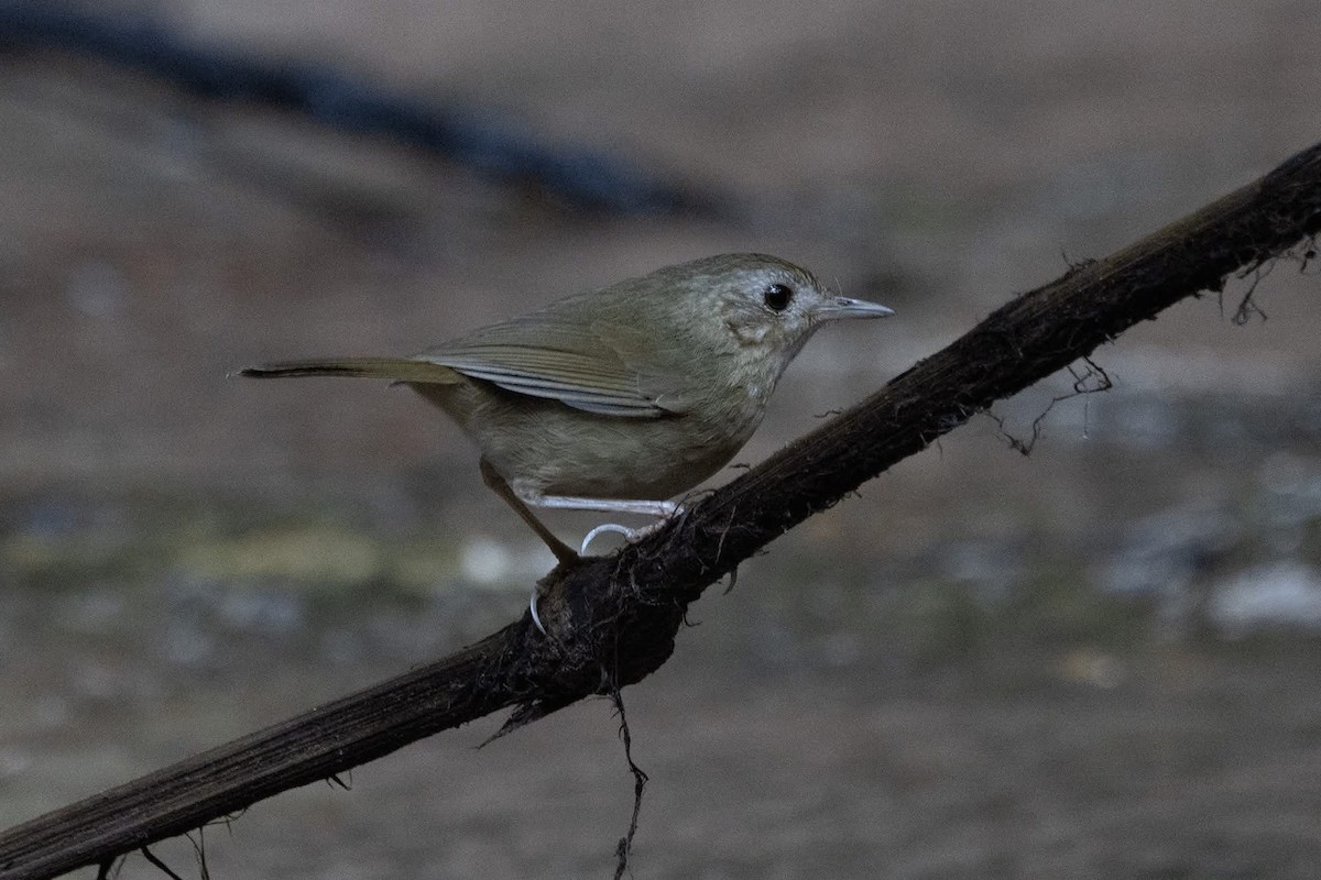 Buff-breasted Babbler - ML646967730