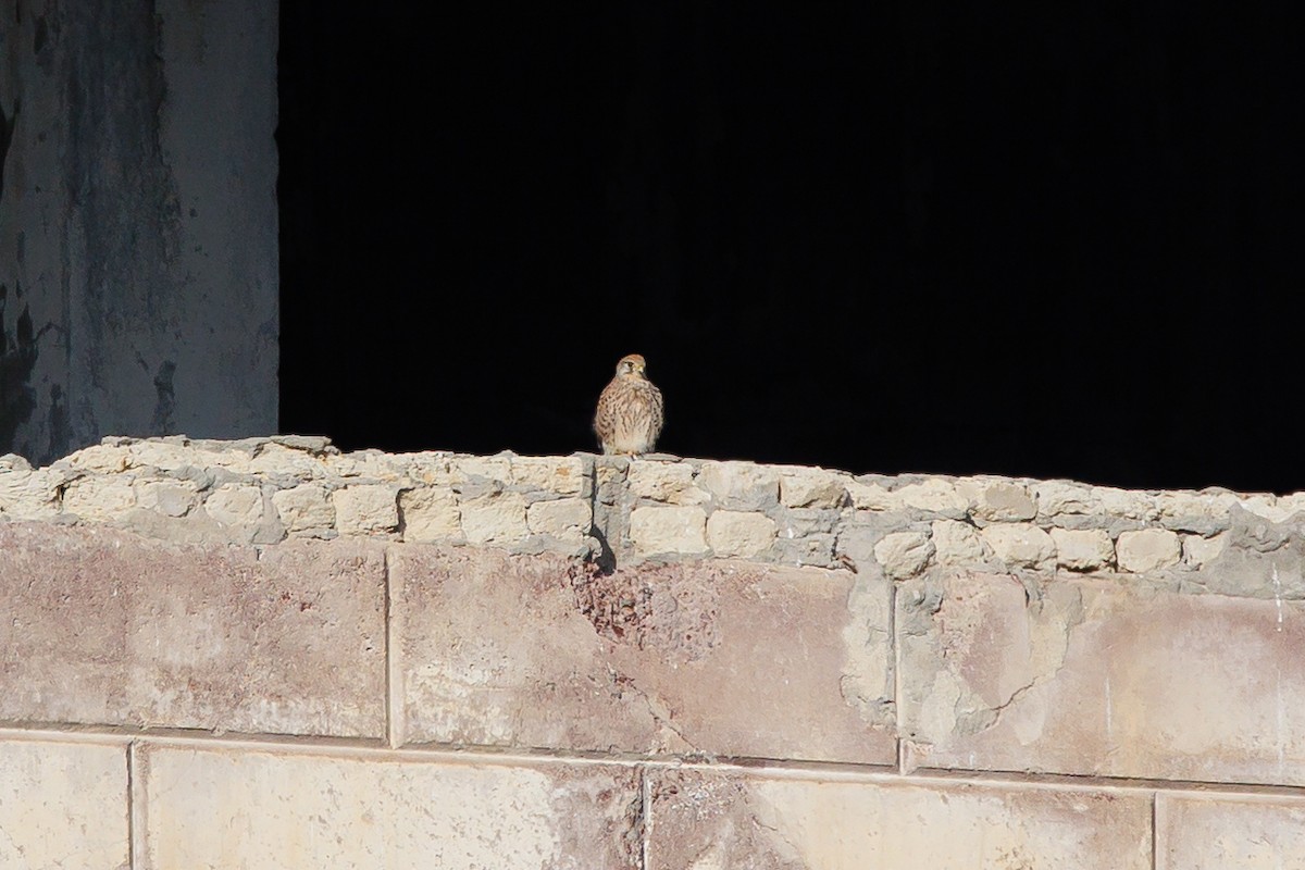 Cernícalo Vulgar - ML646967740