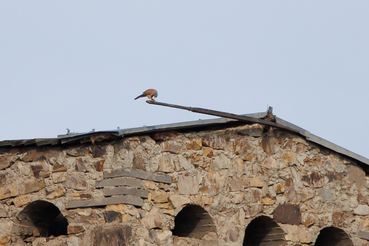 Cernícalo Vulgar - ML646967741