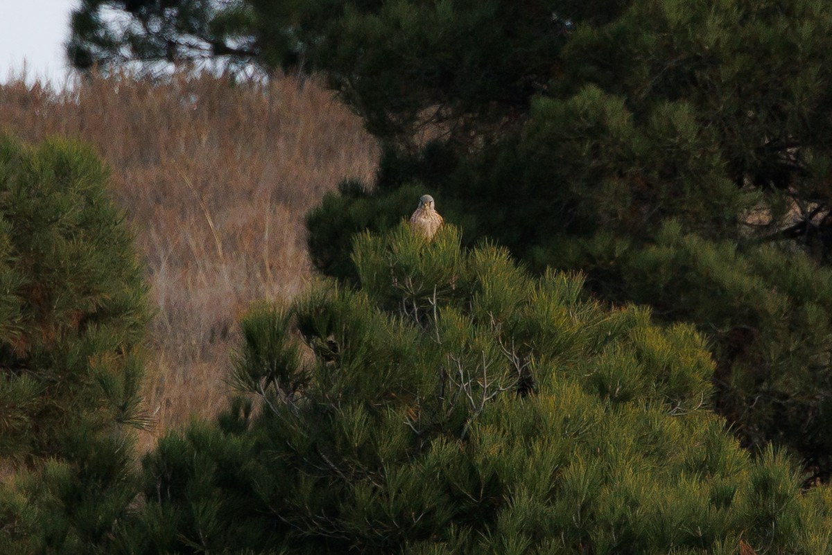 Cernícalo Vulgar - ML646967742