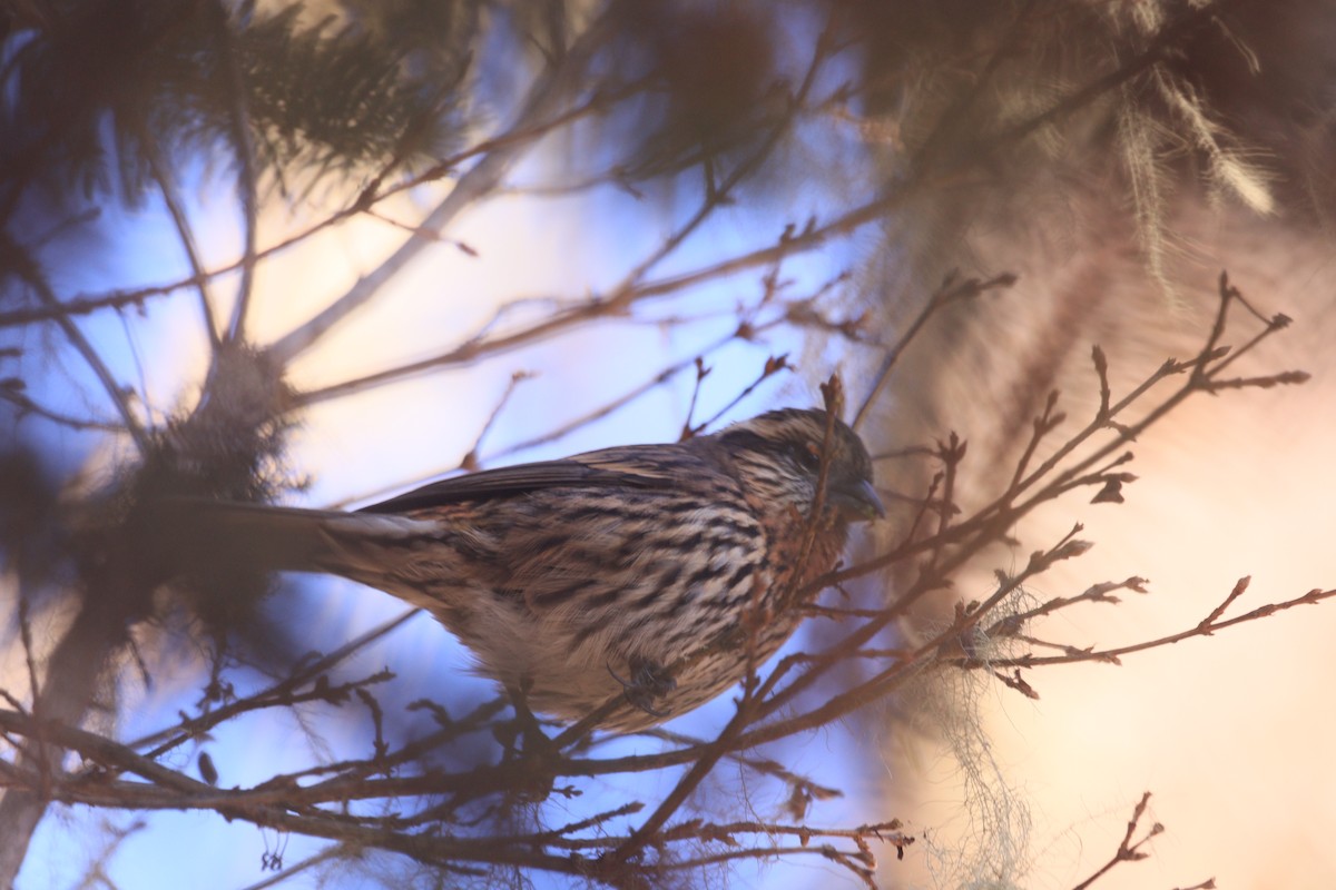 Himalayan White-browed Rosefinch - ML646967744