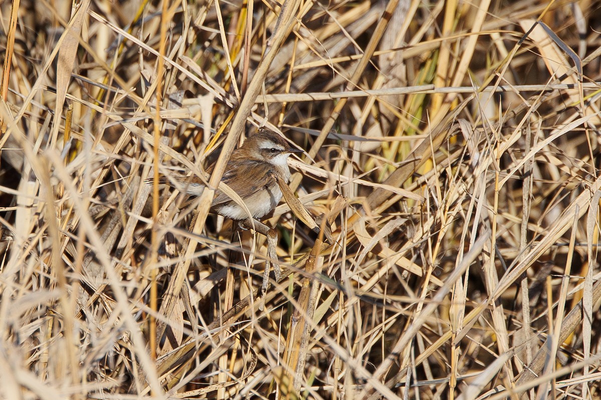 Carricerín Real - ML646967745