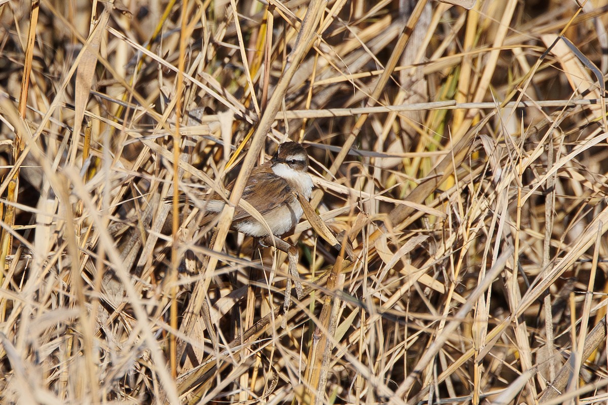 Carricerín Real - ML646967746