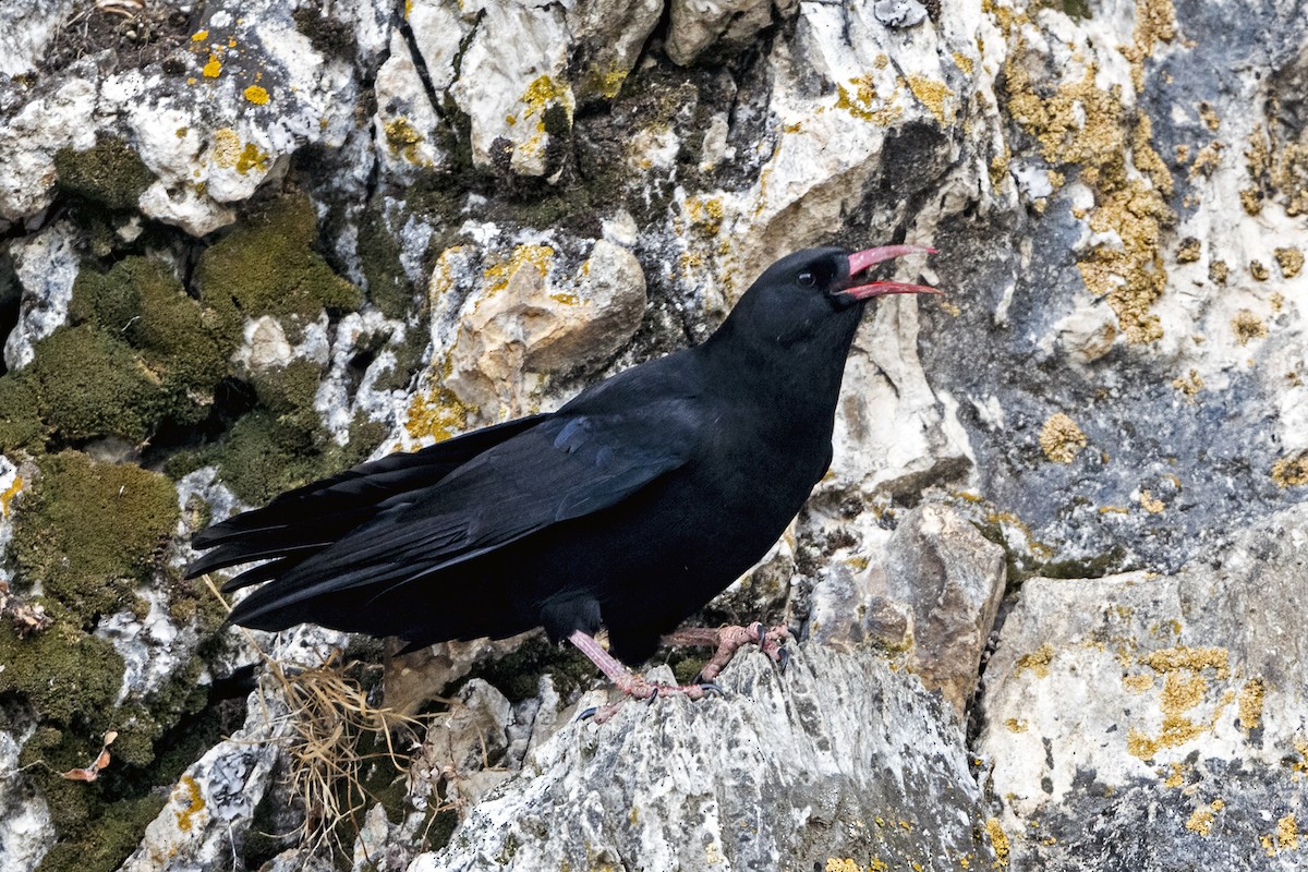 Red-billed Chough (Red-billed) - ML646967748