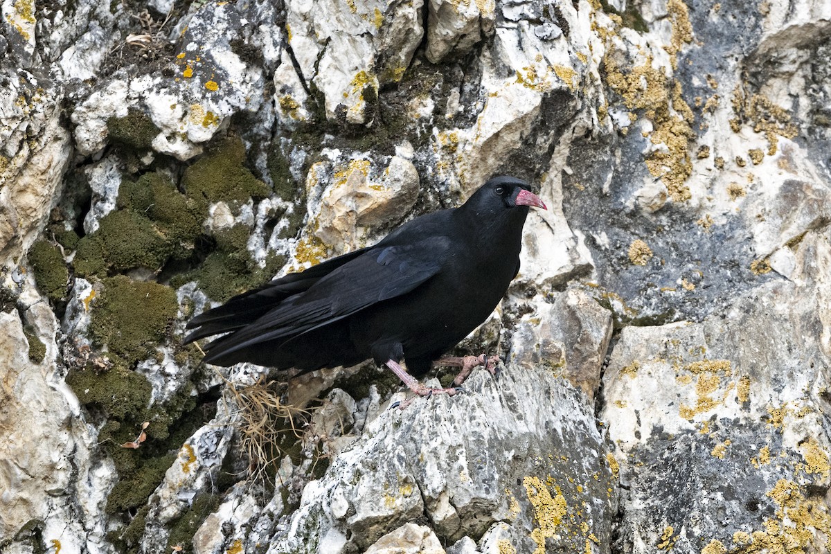 Red-billed Chough (Red-billed) - ML646967749