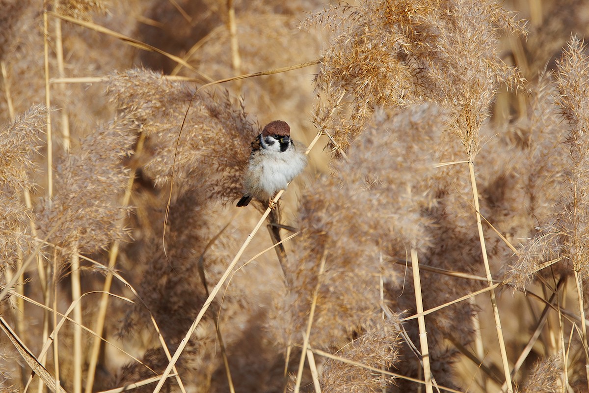 Gorrión Molinero - ML646967750