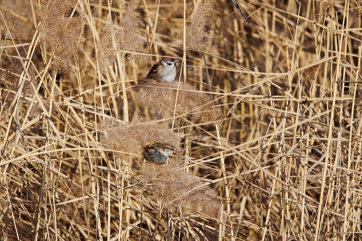 Gorrión Molinero - ML646967751
