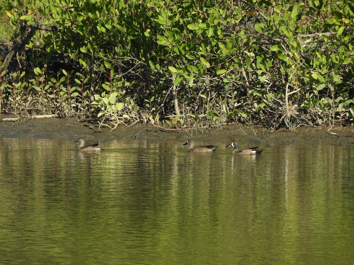 Blue-winged Teal - ML646967753