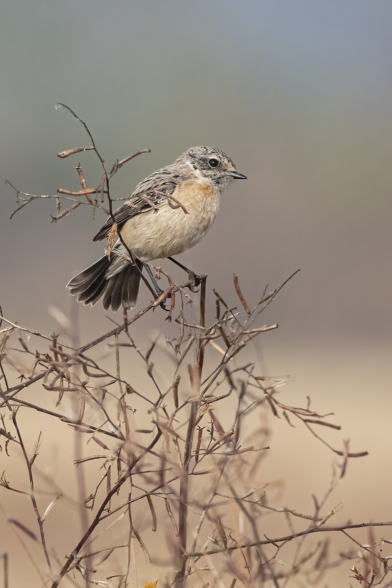 Siberian Stonechat - ML646967754