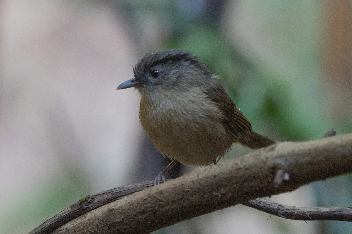 Brown-cheeked Fulvetta - ML646967755