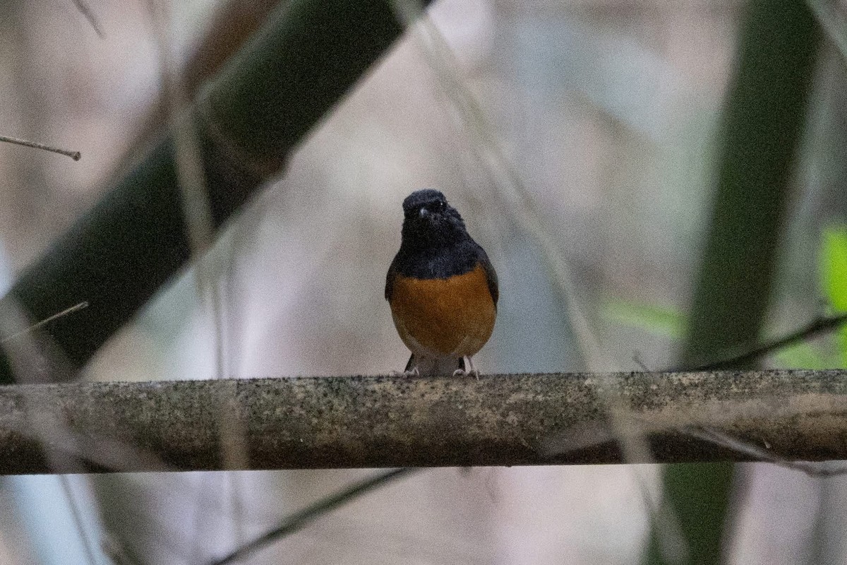 White-rumped Shama (White-rumped) - ML646967756