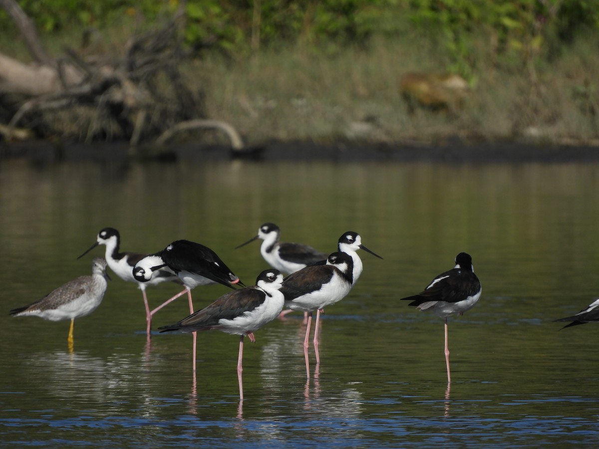 Black-necked Stilt - ML646967757