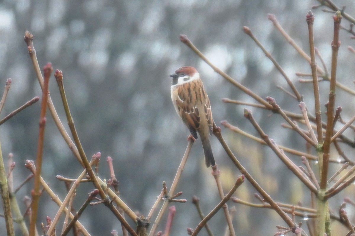 Eurasian Tree Sparrow - ML646967758