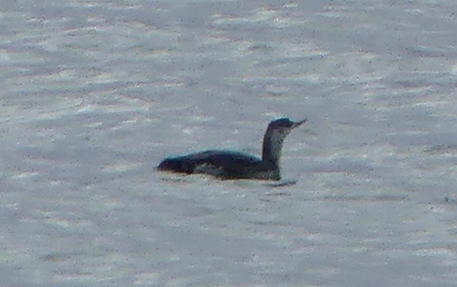 Colimbo Chico - ML646967759