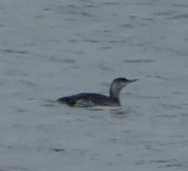 Colimbo Chico - ML646967760