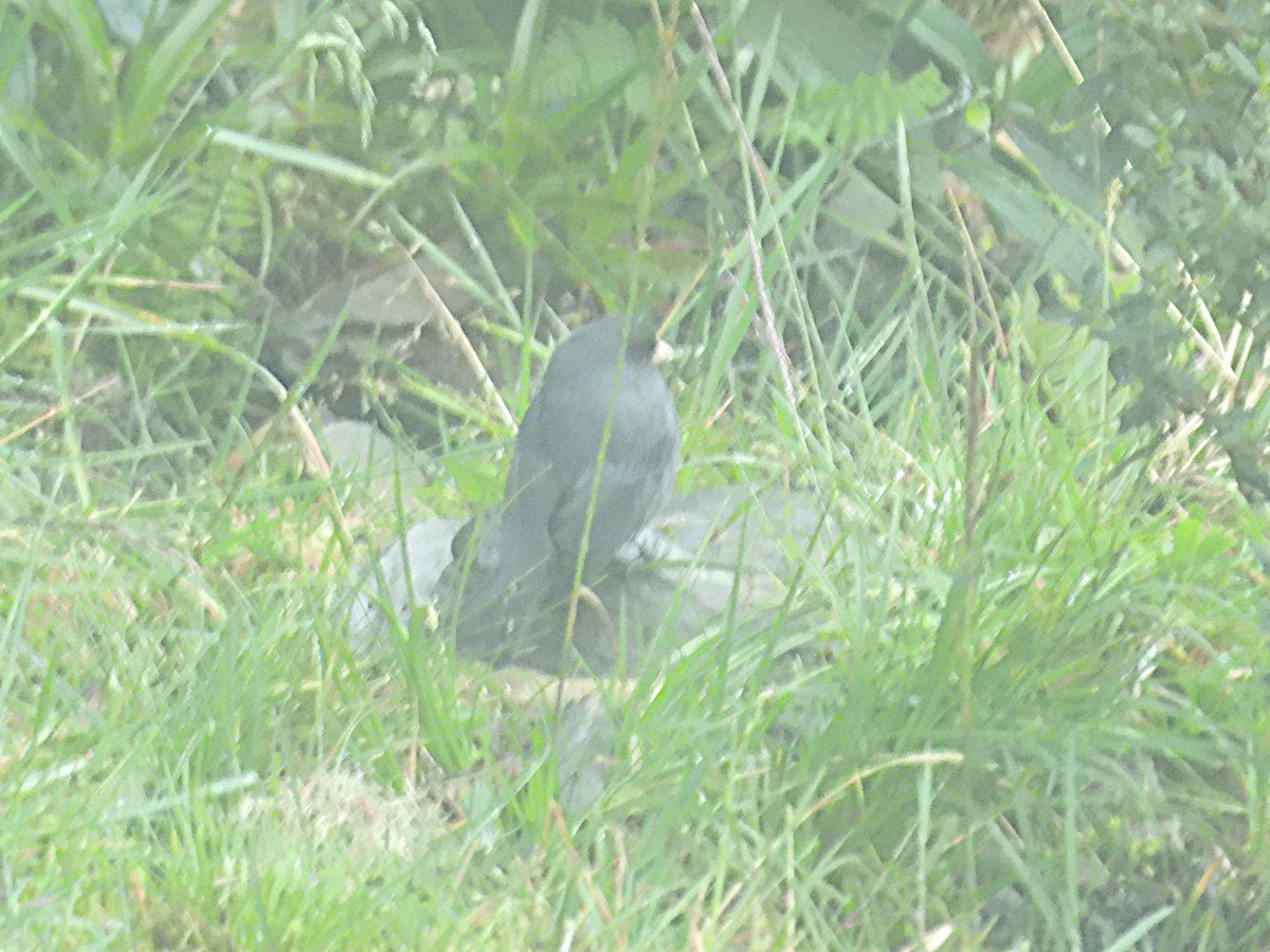 Paramo Seedeater - ML646967761