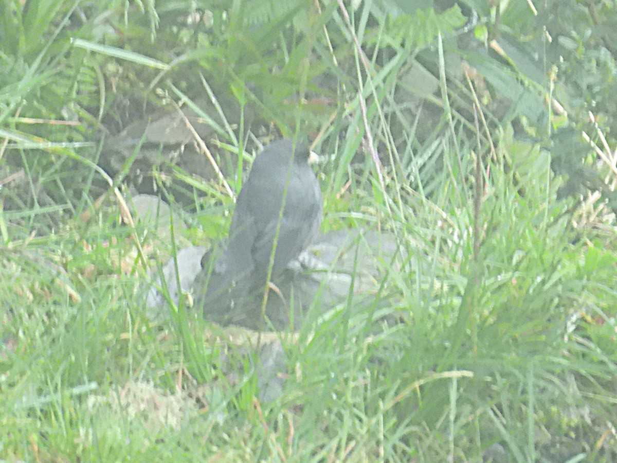 Paramo Seedeater - ML646967762