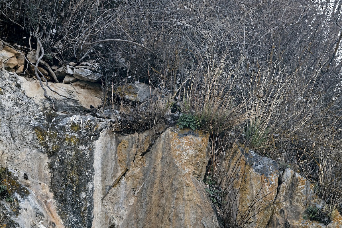 Eurasian Eagle-Owl - ML646967763