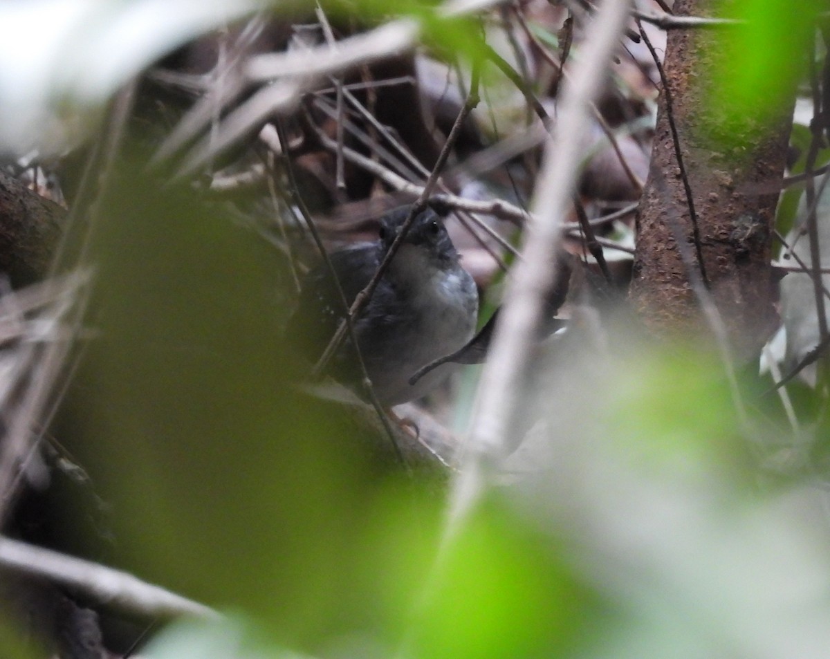 Hormiguero Plateado - ML646967764