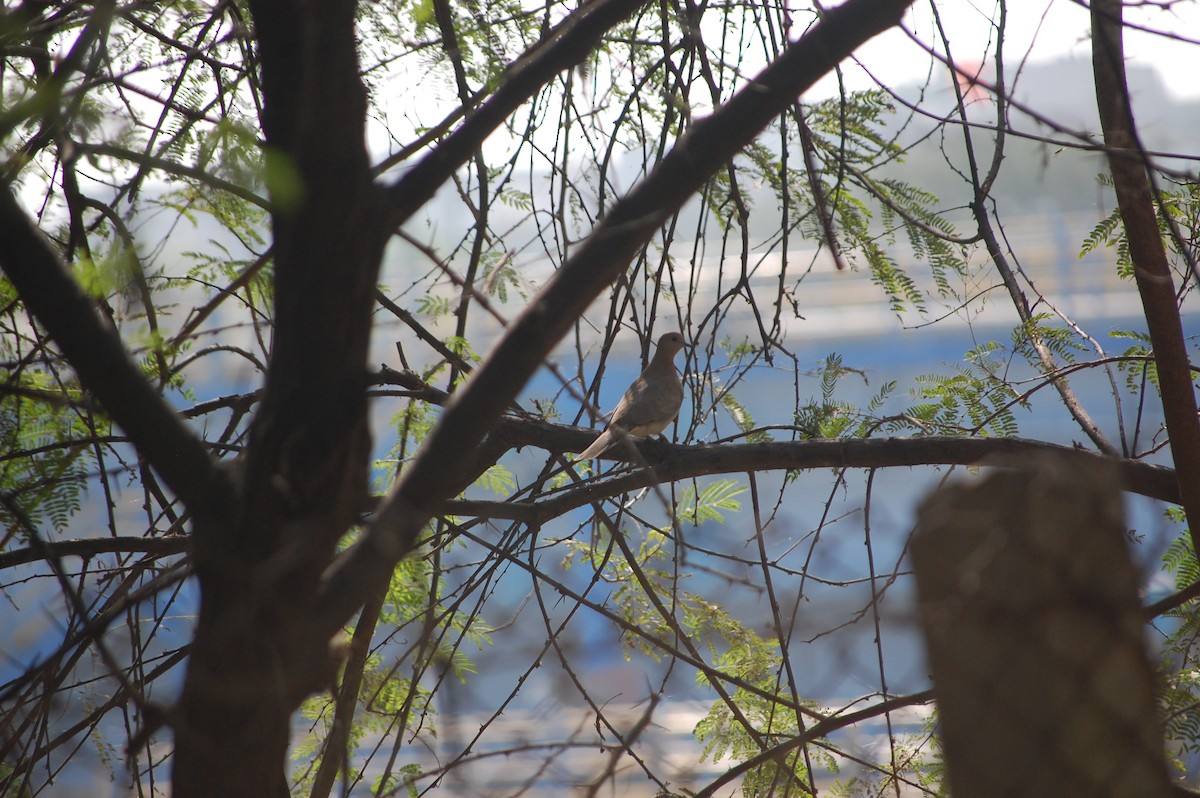 Laughing Dove - ML646967765