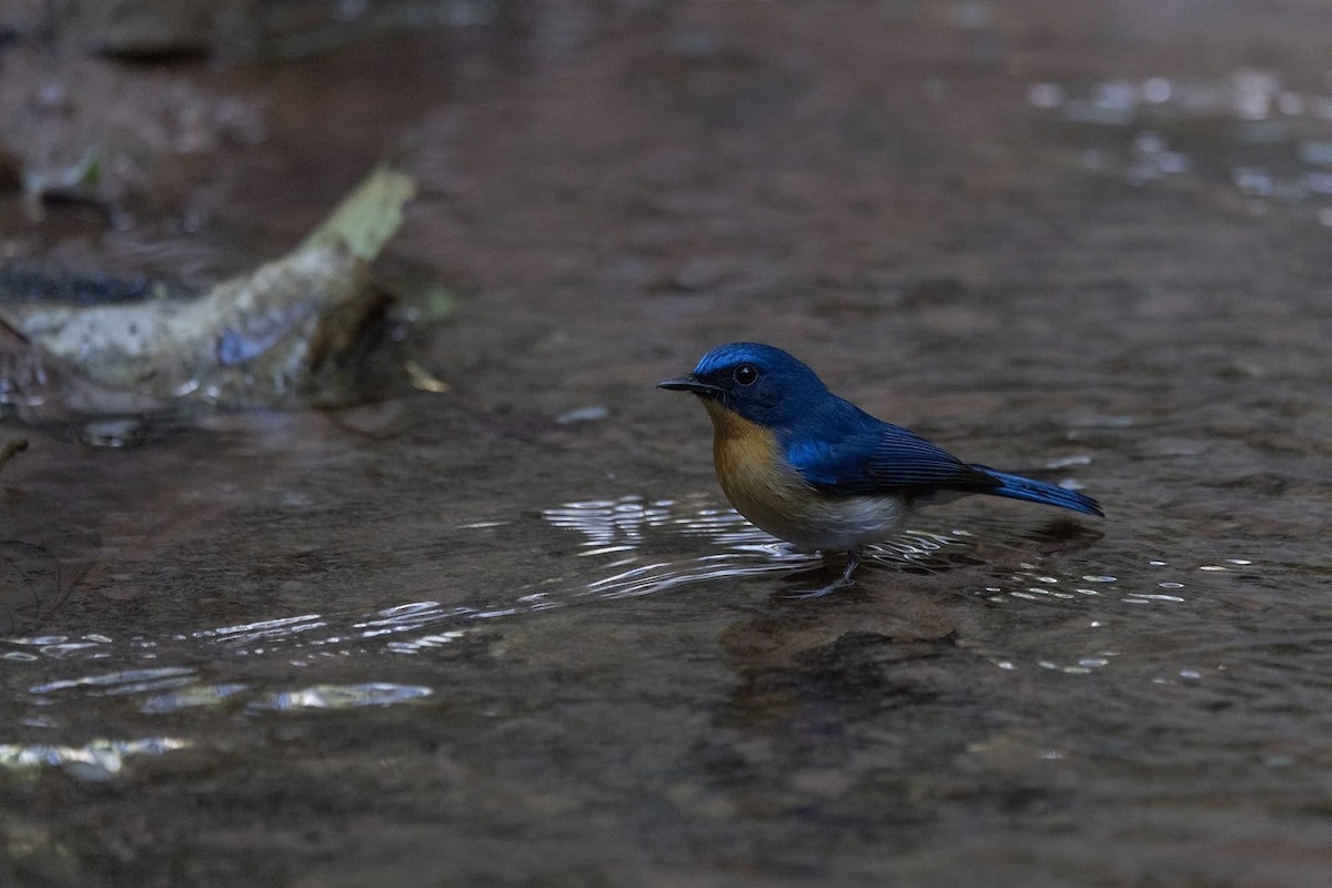 山藍仙鶲 - ML646967766