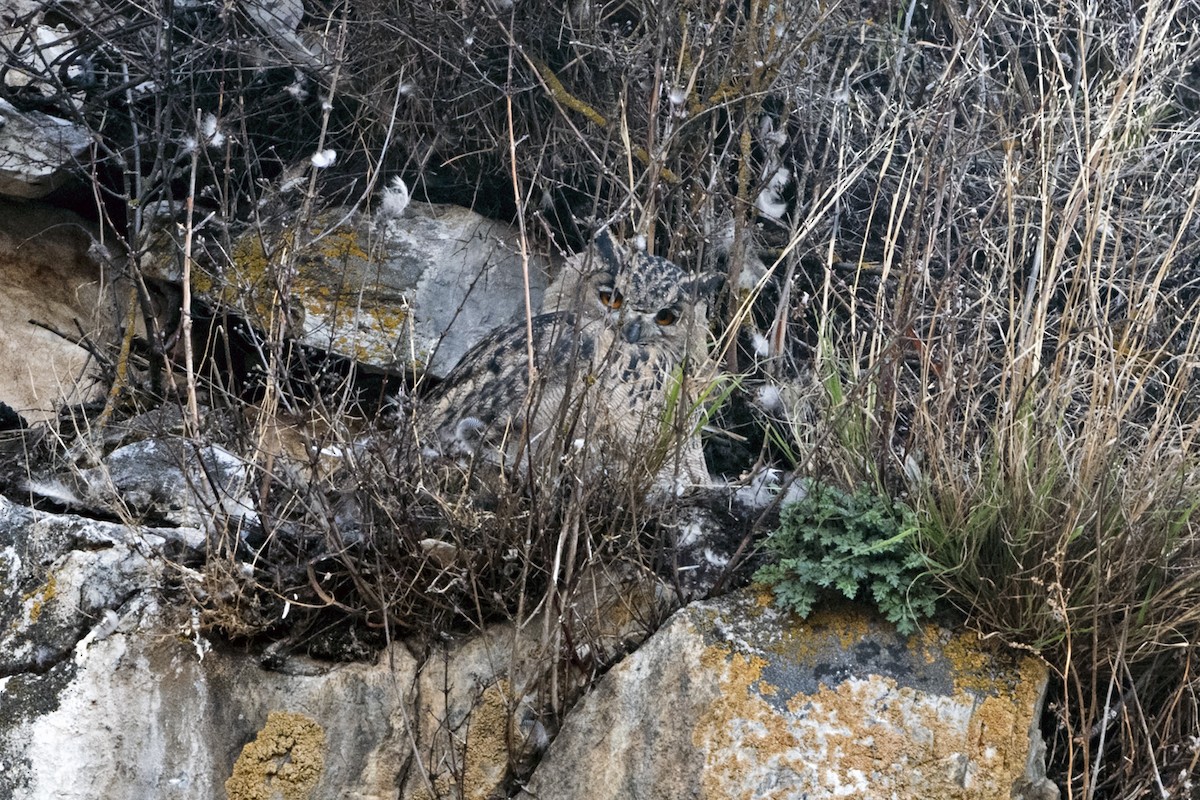 Eurasian Eagle-Owl - ML646967767