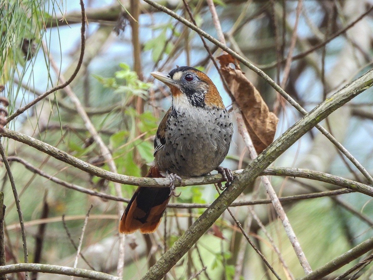 Rufous-chinned Laughingthrush - ML646967768