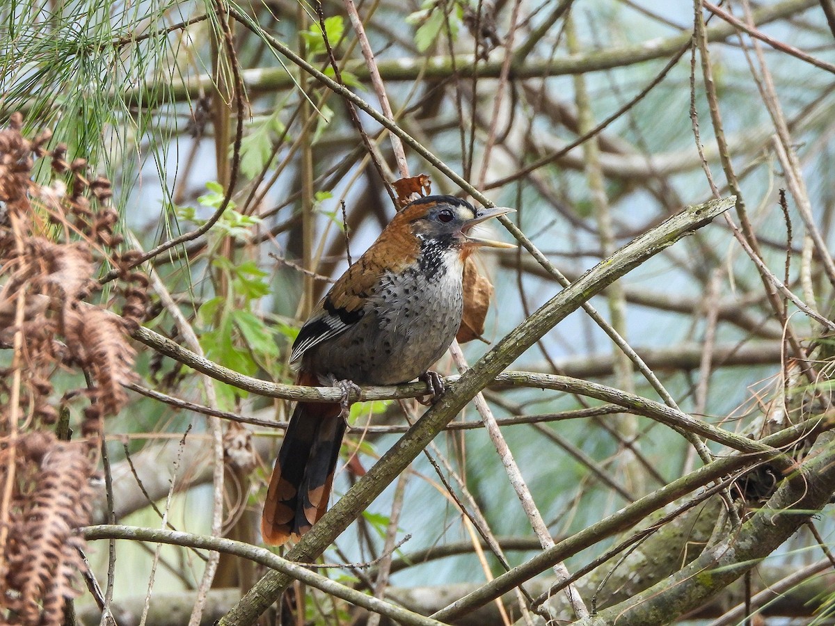Rufous-chinned Laughingthrush - ML646967769