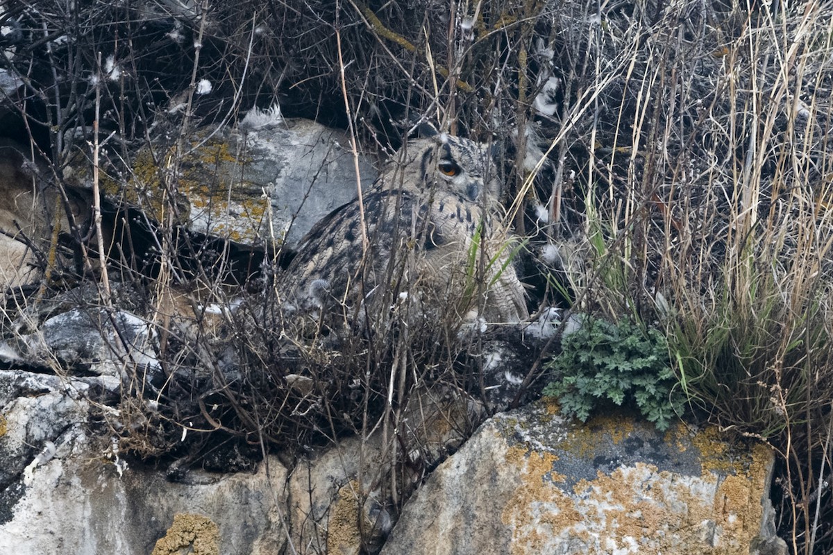 Eurasian Eagle-Owl - ML646967770