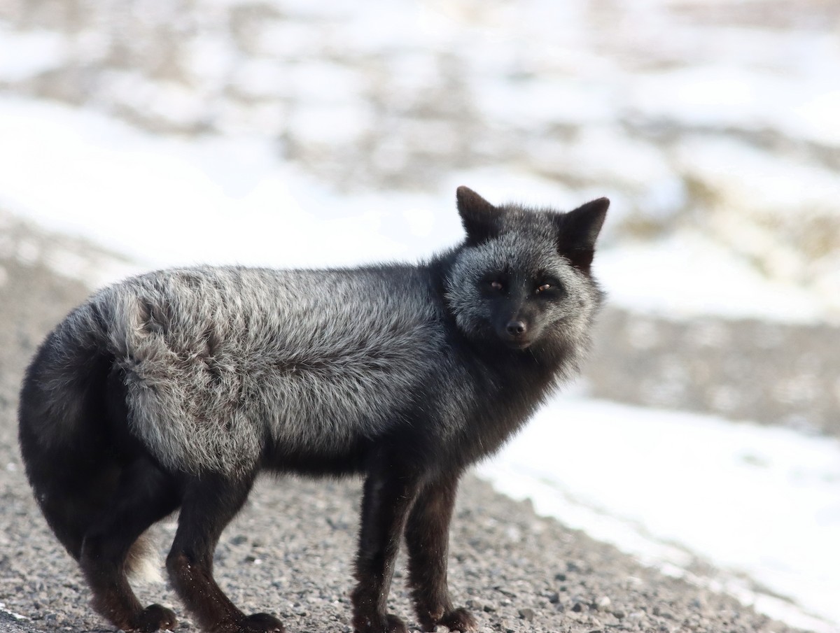 Red Fox - ML646967776