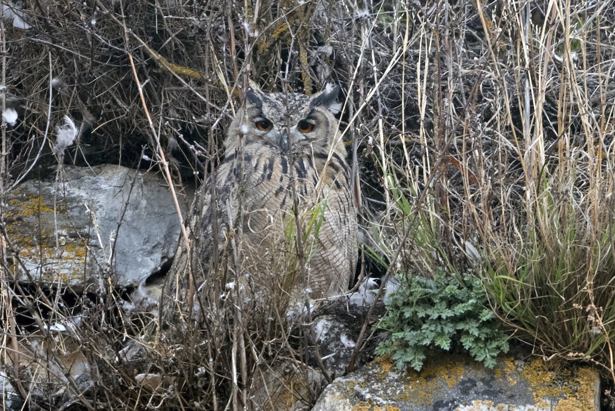 Eurasian Eagle-Owl - ML646967777