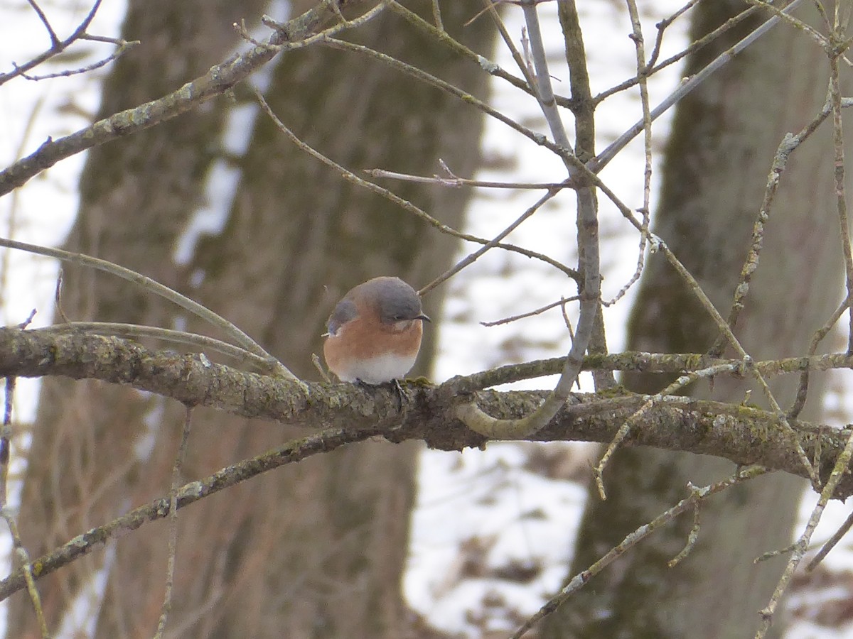 Eastern Bluebird - ML646967778