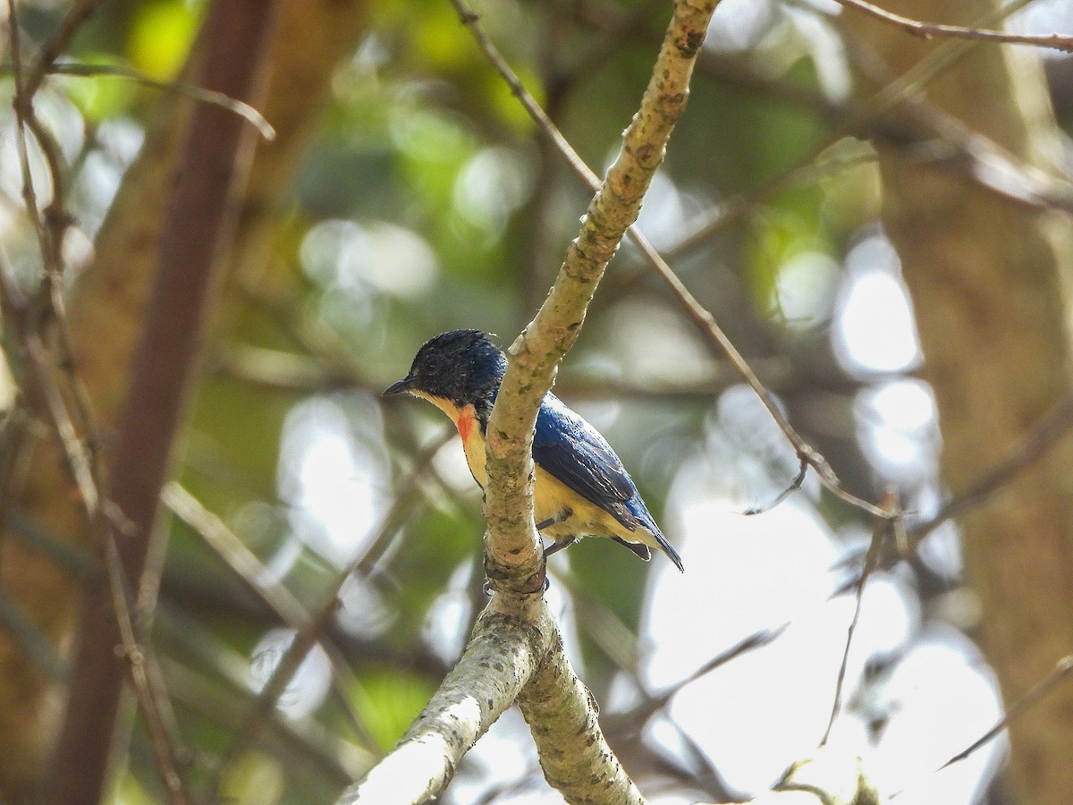 Fire-breasted Flowerpecker - ML646967779