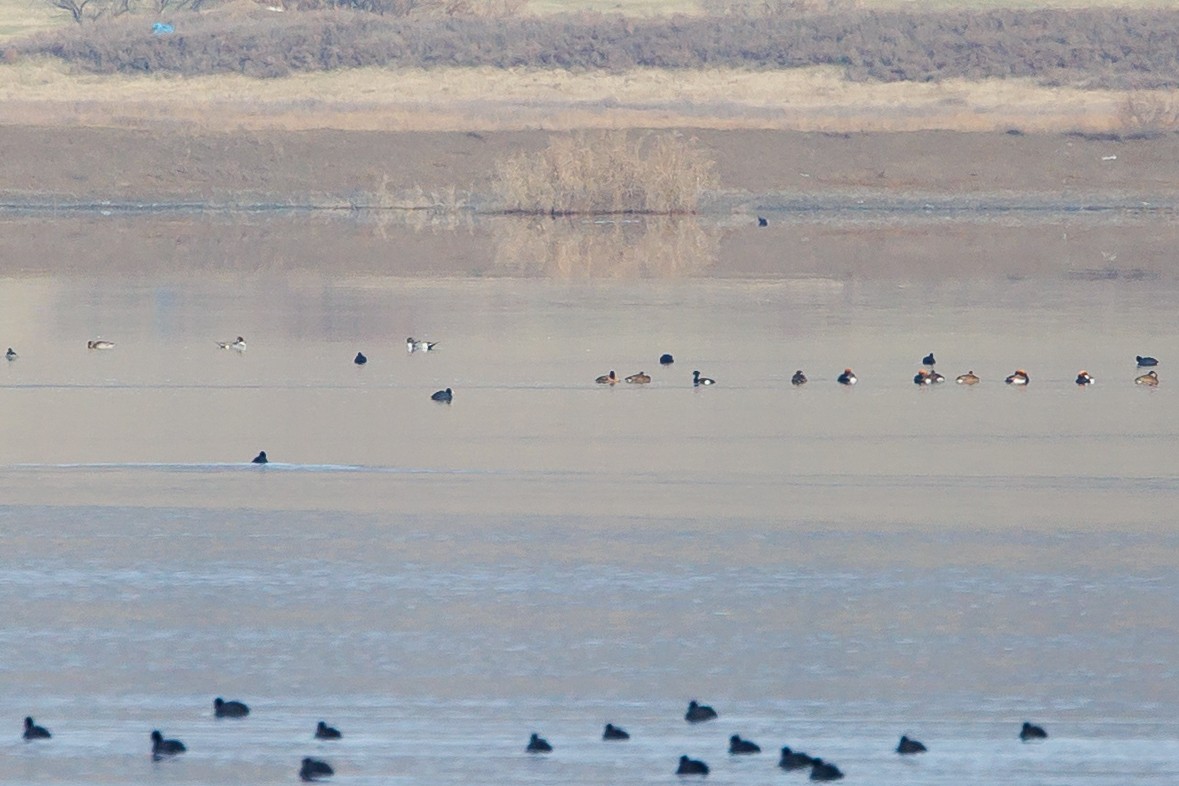 Pato Colorado - ML646967780