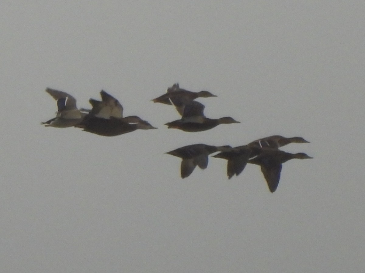 American Black Duck - ML646967781