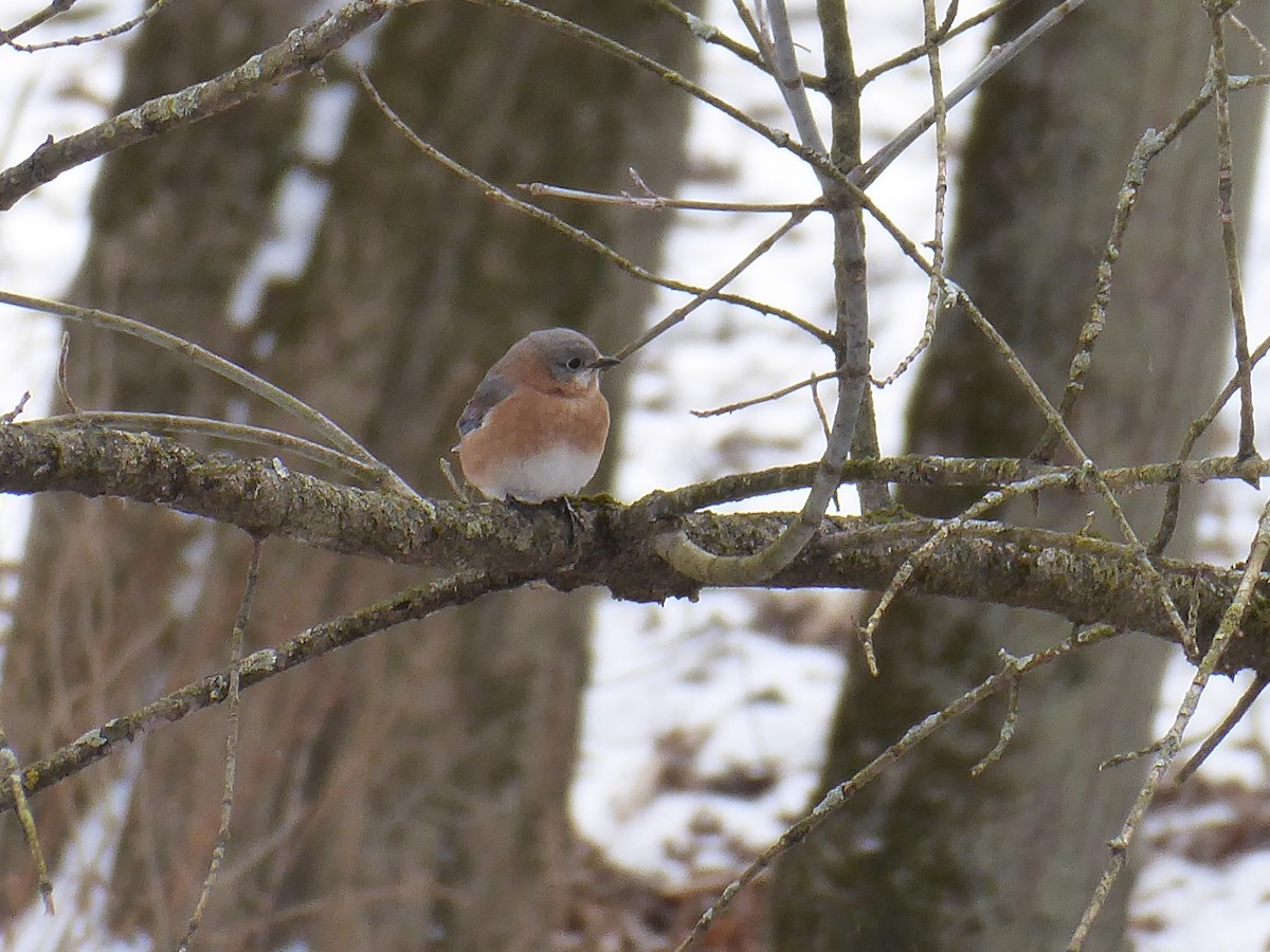 Eastern Bluebird - ML646967782