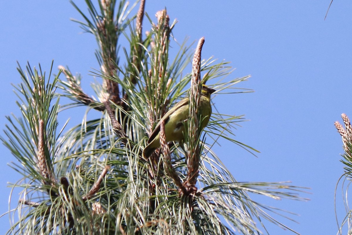 Yellow-fronted Canary - ML646967783