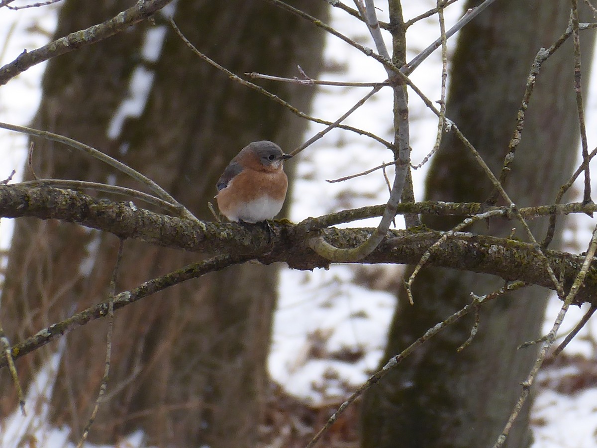 Eastern Bluebird - ML646967784
