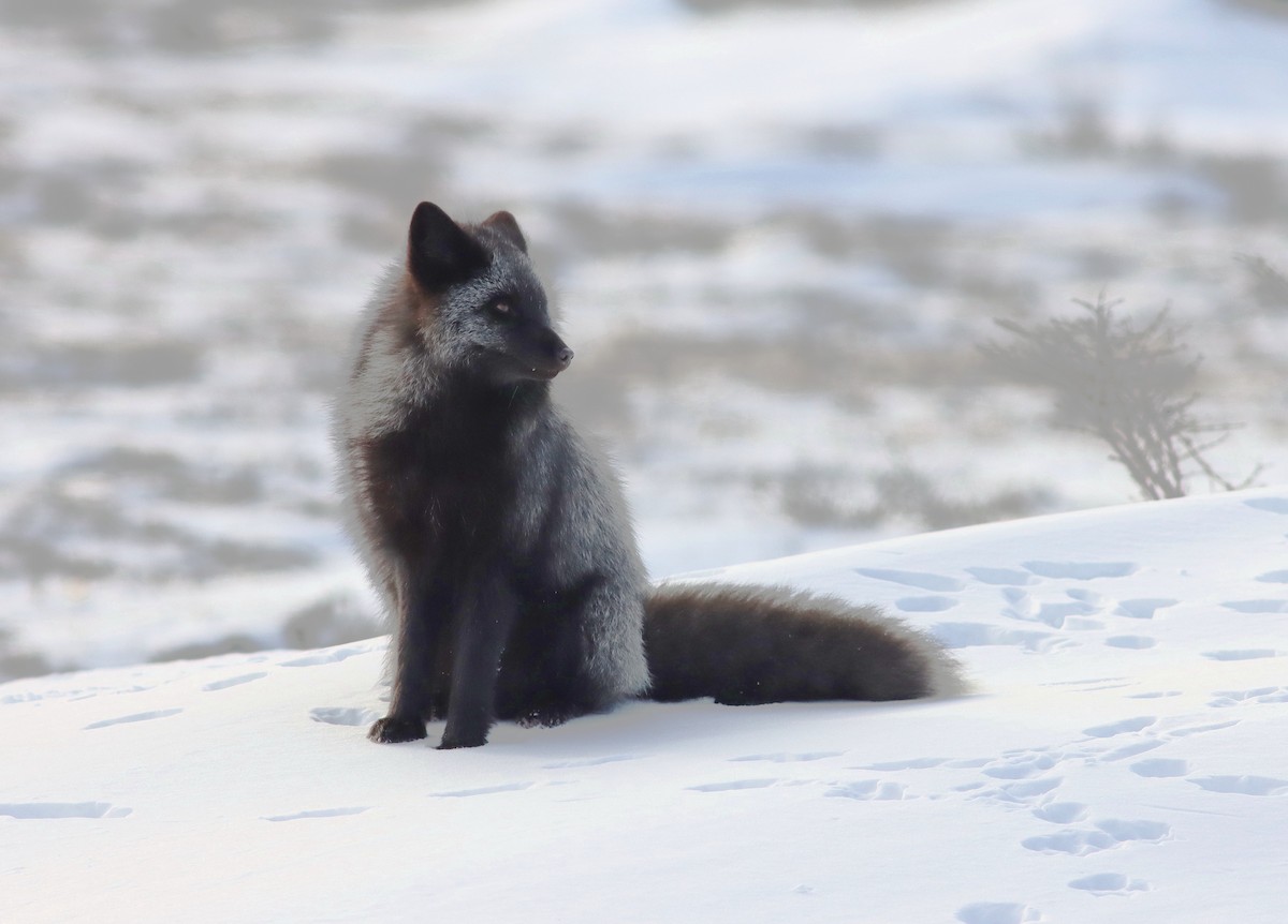 Red Fox - ML646967786