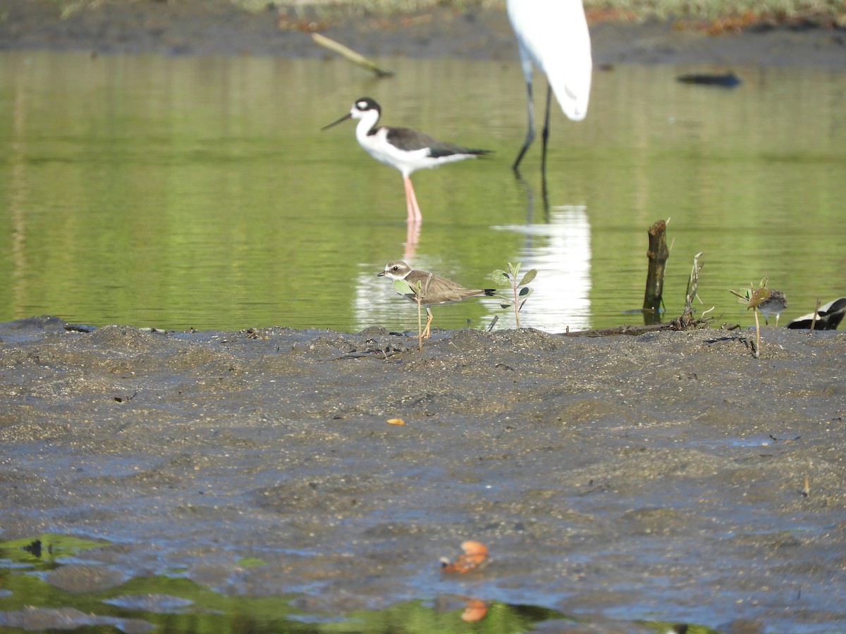 Txirritxo erdipalmatua - ML646967788