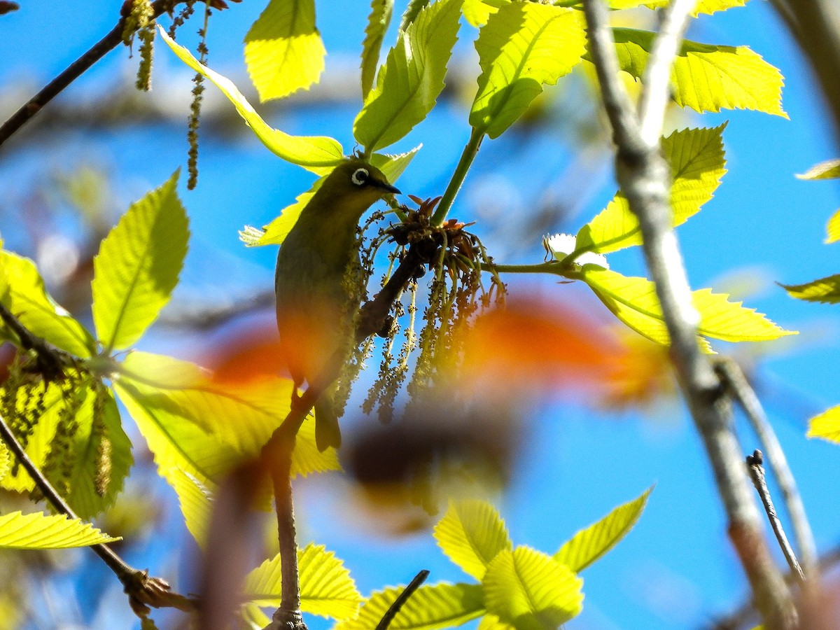 Indian White-eye - ML646967789