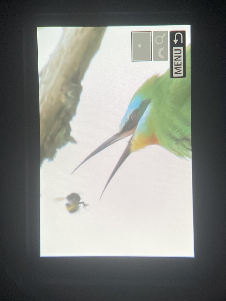 Blue-cheeked Bee-eater - ML646967791
