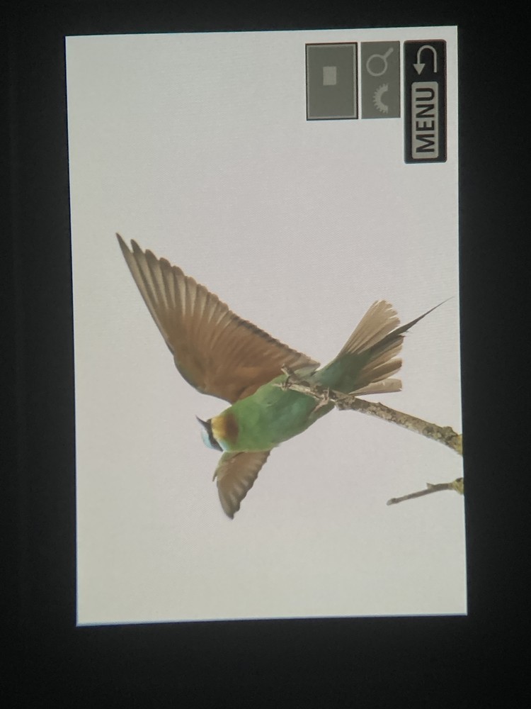 Blue-cheeked Bee-eater - ML646967792