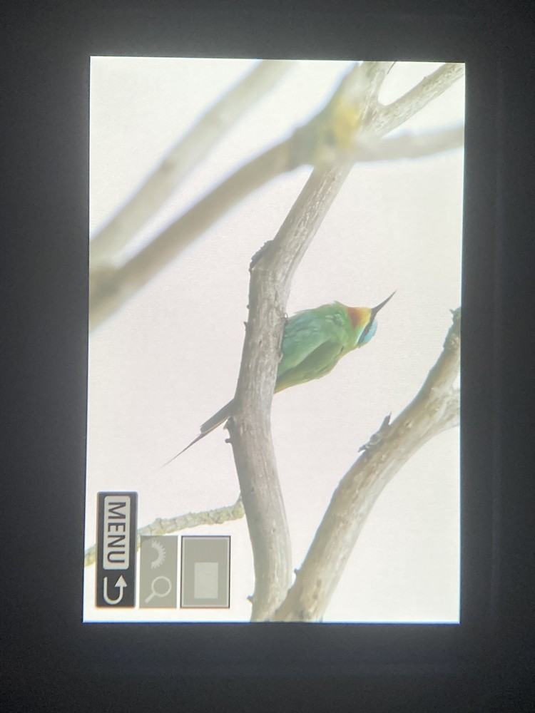 Blue-cheeked Bee-eater - ML646967793