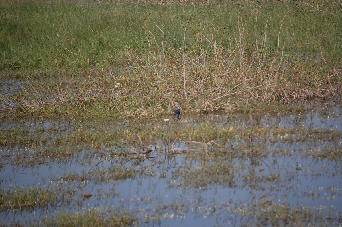 slípka šedohlavá - ML646967794