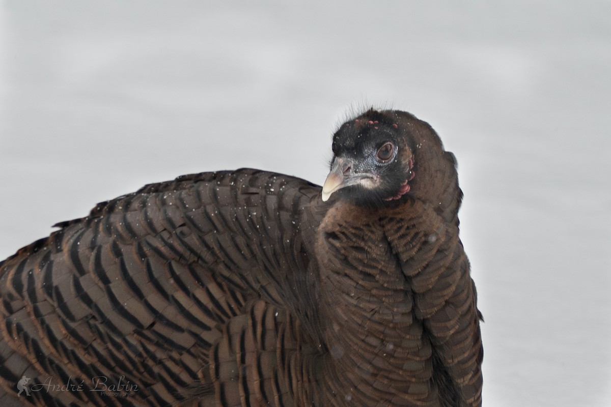 Wild Turkey - ML646967796