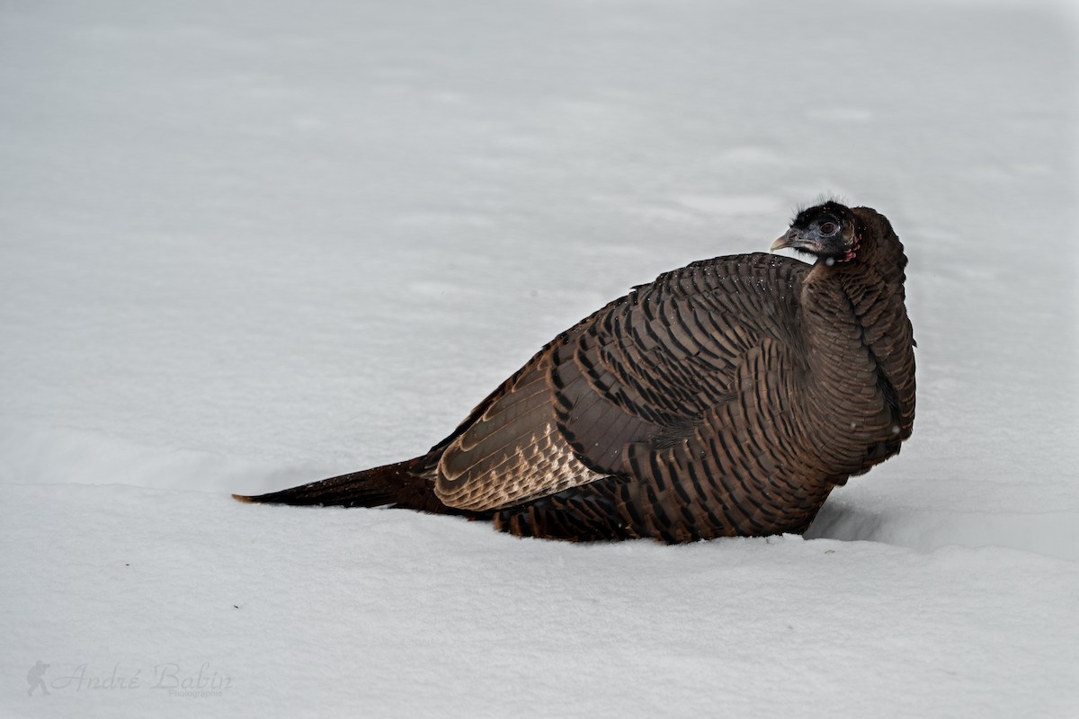 Wild Turkey - ML646967797