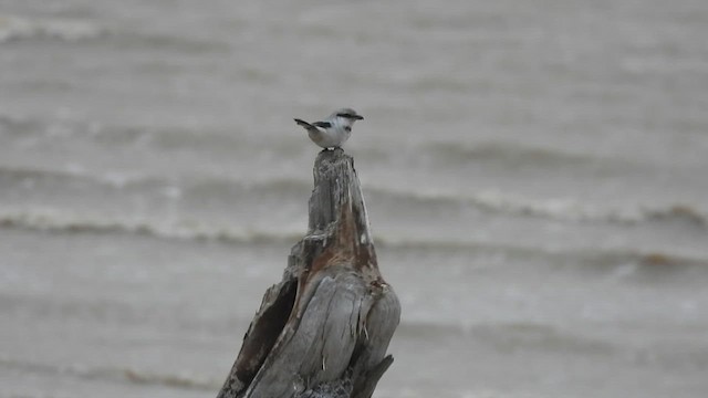 Сорокопуд північний - ML646967800