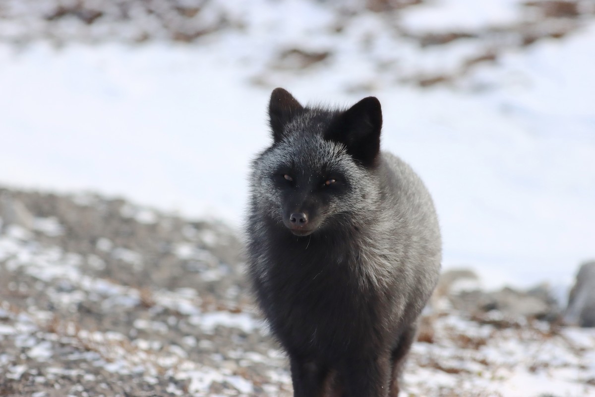 Red Fox - ML646967801